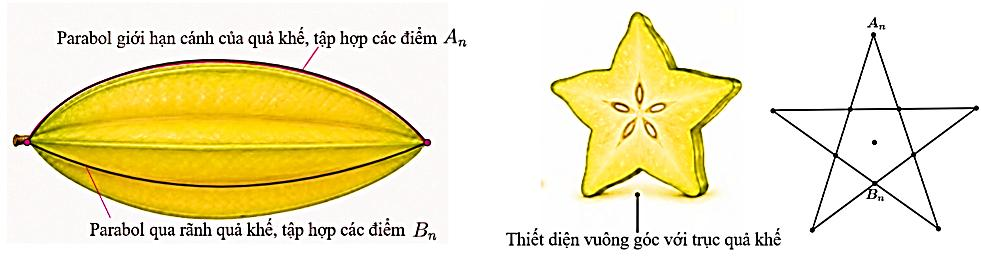 Mặt cắt dọc và thiết diện hình sao của quả khế